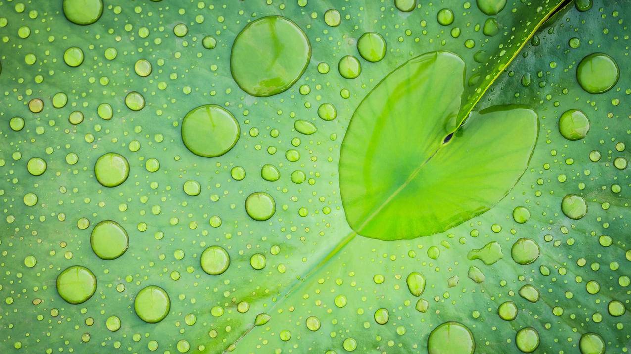 鸣潮厨师等级解锁食谱有哪些-厨师等级解锁食谱分享-雨云游戏网