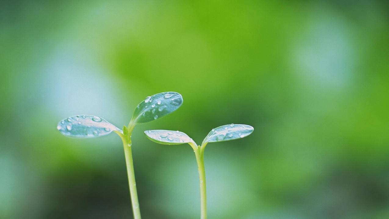 redis有哪几种数据类型？-雨云资讯-雨云测评网