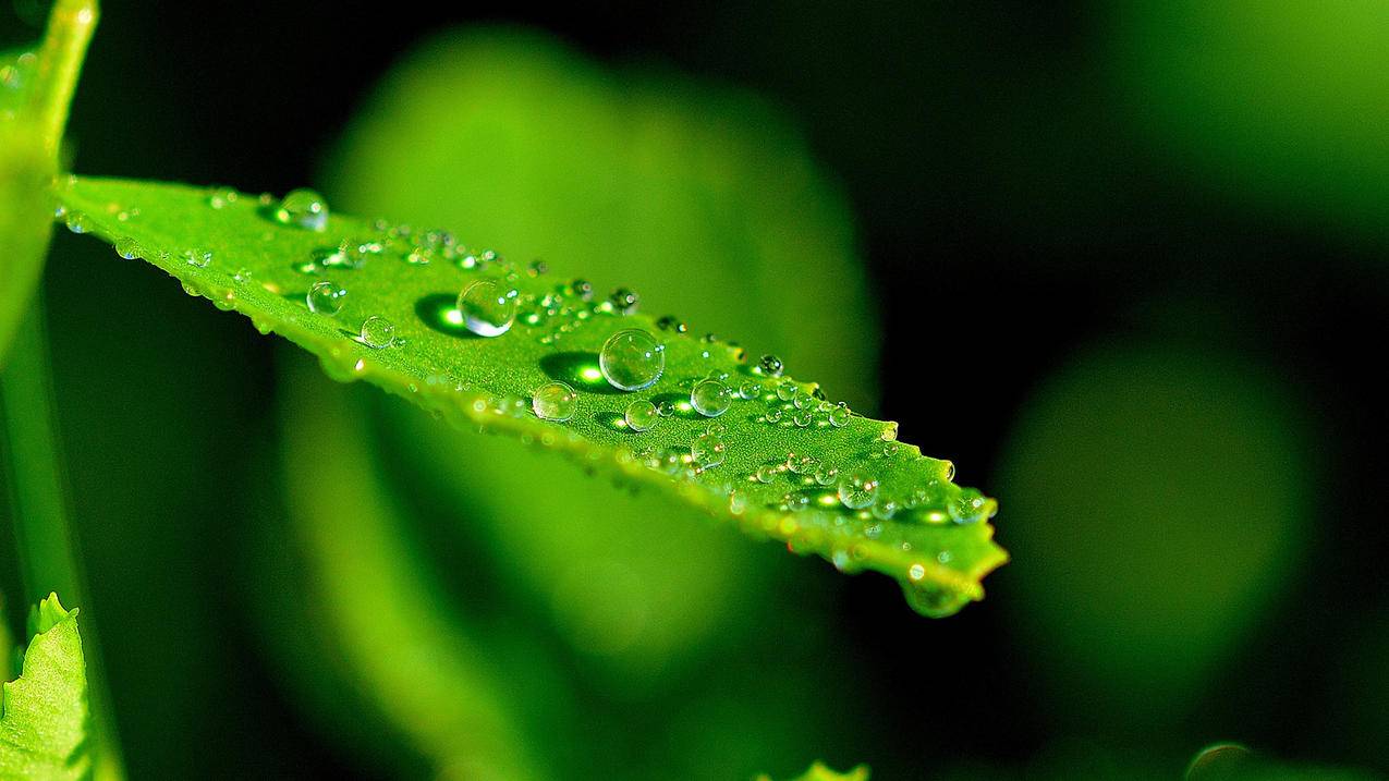 关于CSR文件在线生成工具介绍-雨云资讯-雨云测评网