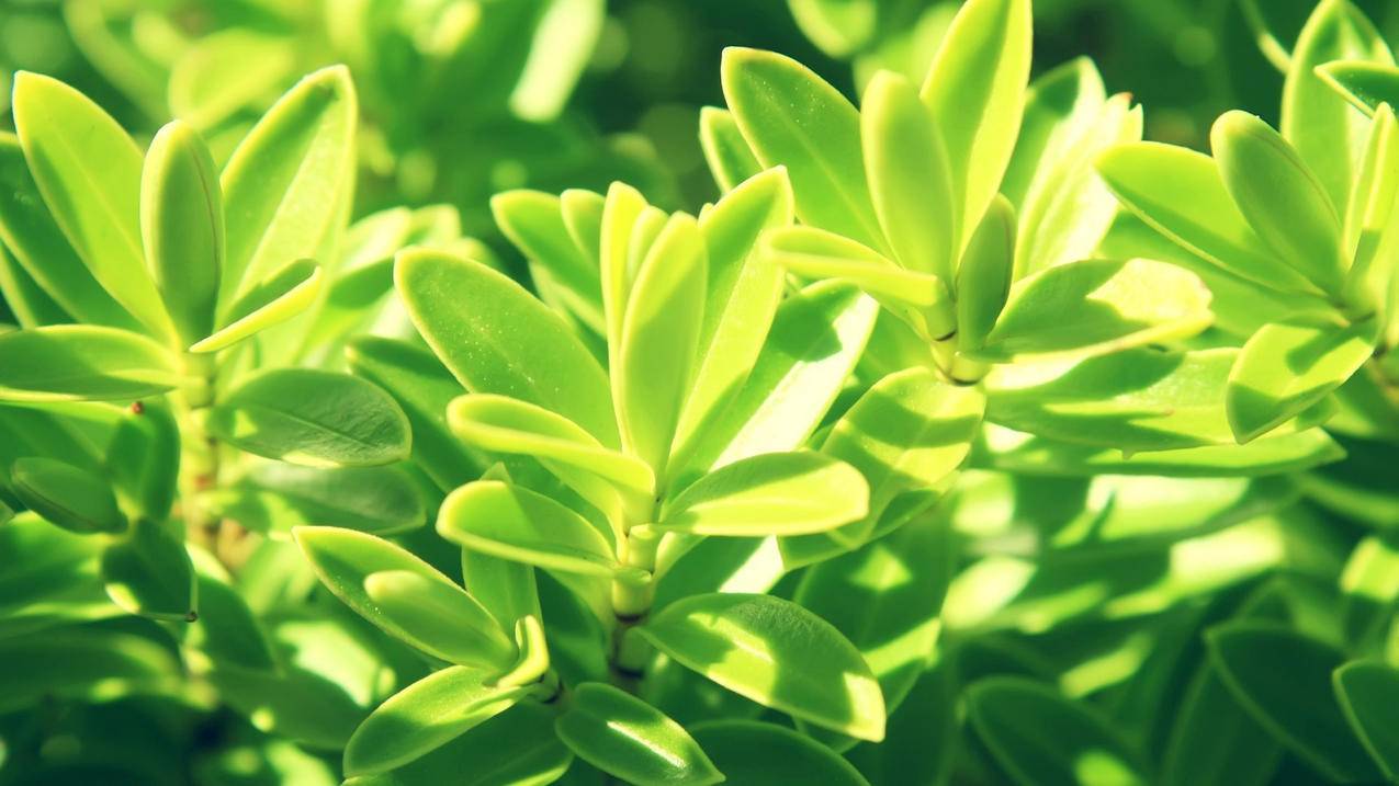 私有云公有云 - spring boot,cf检测到非法模块