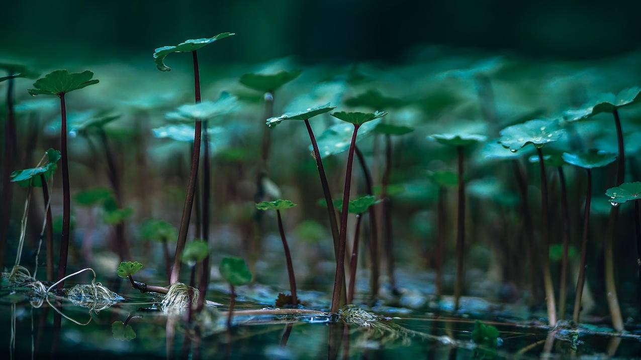 万象物语角色妙用漫谈—“迪兰”篇-雨云游戏网