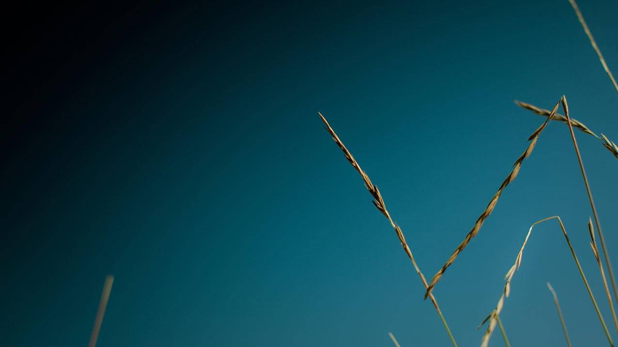 《生死谍恋》免费在线