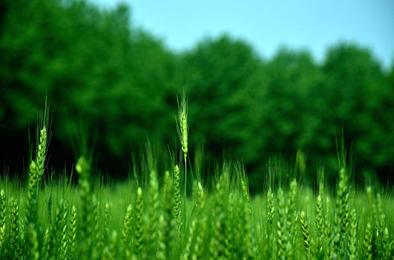 完美ROOT手机版下